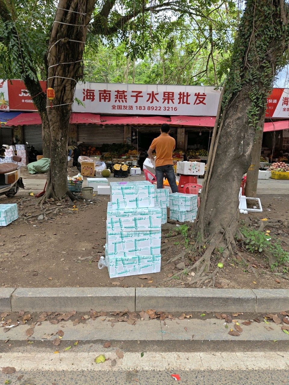 海南燕子水果批发