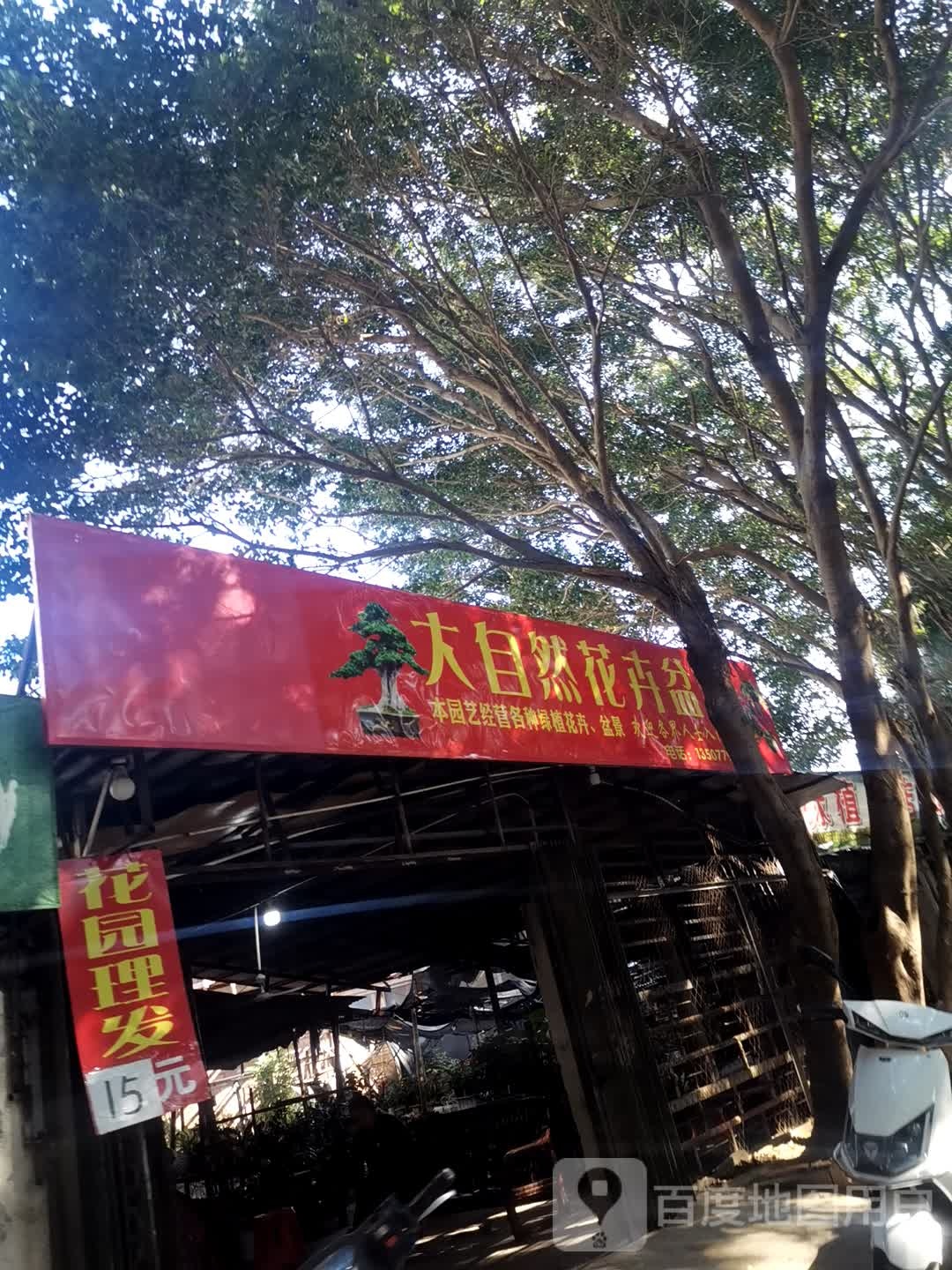 大自然花卉盆景