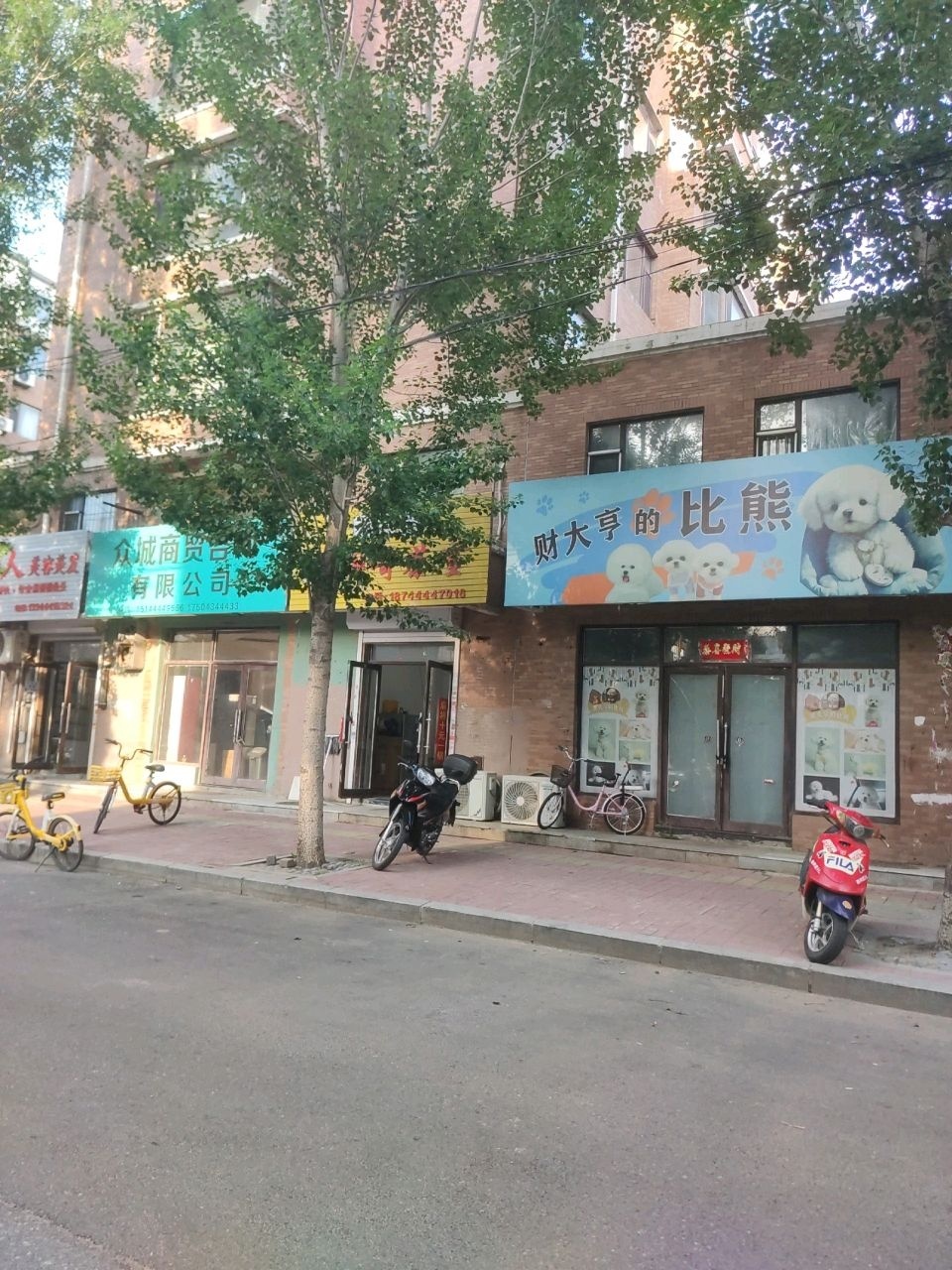 财大亨的比熊