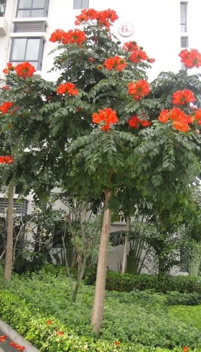云升花木园艺