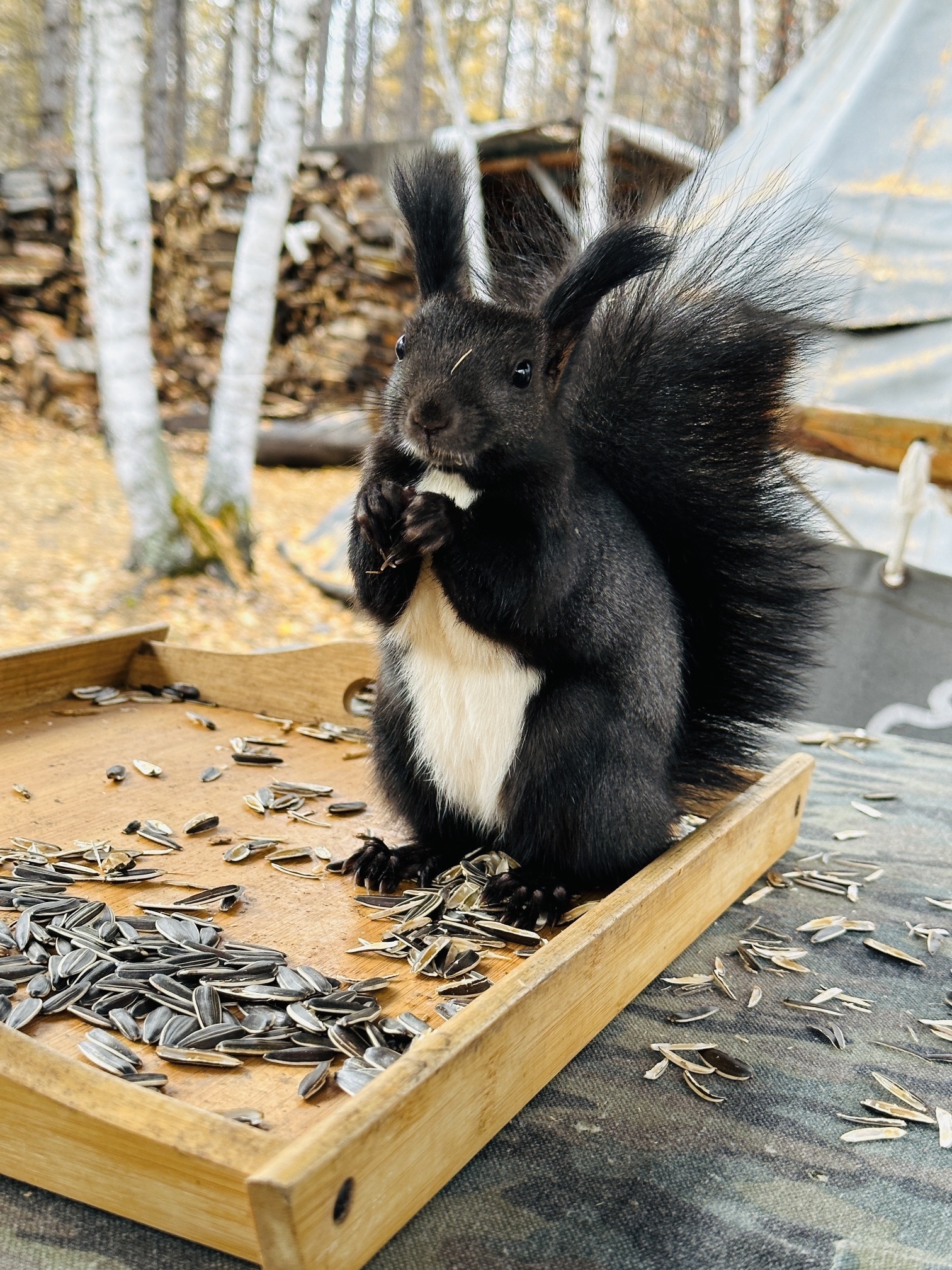 敖鲁古雅使鹿部落景区