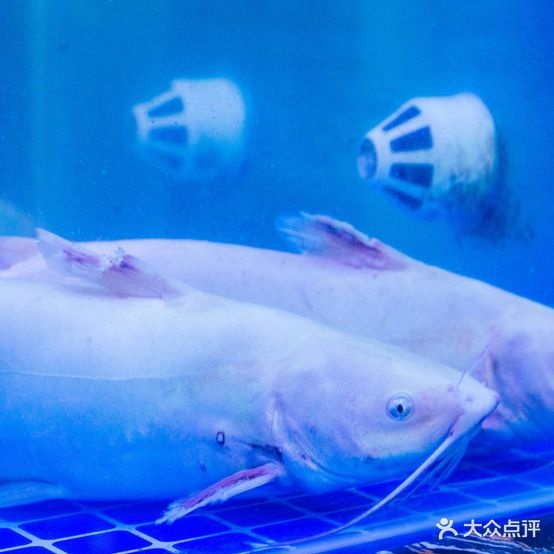 渔夫子生态鱼自助火锅(江华街店)