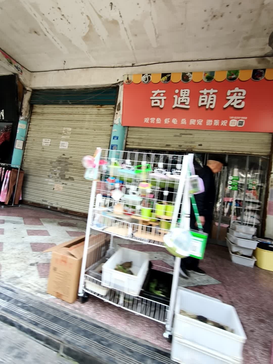 奇遇萌宠
