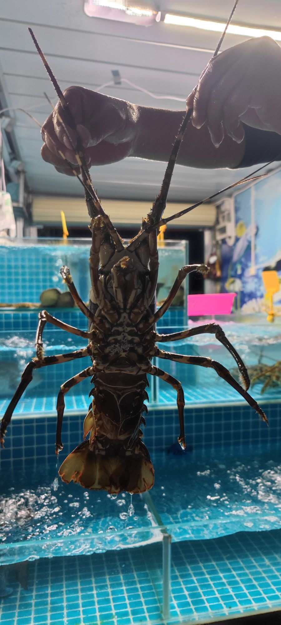 六一生猛海鲜平价超市