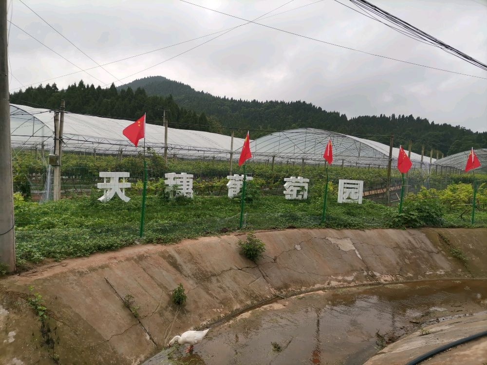 天穗葡萄采摘园