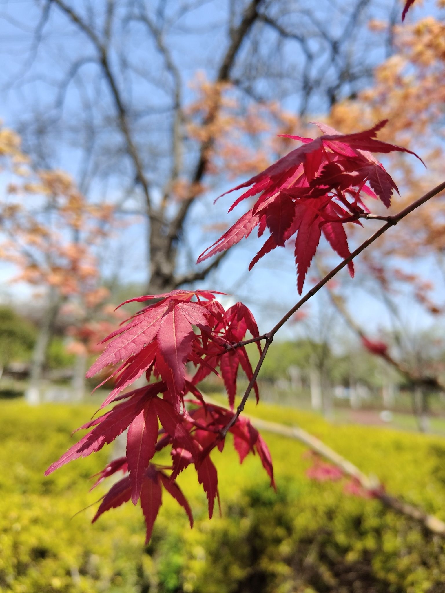 中国医药城中草药植物园