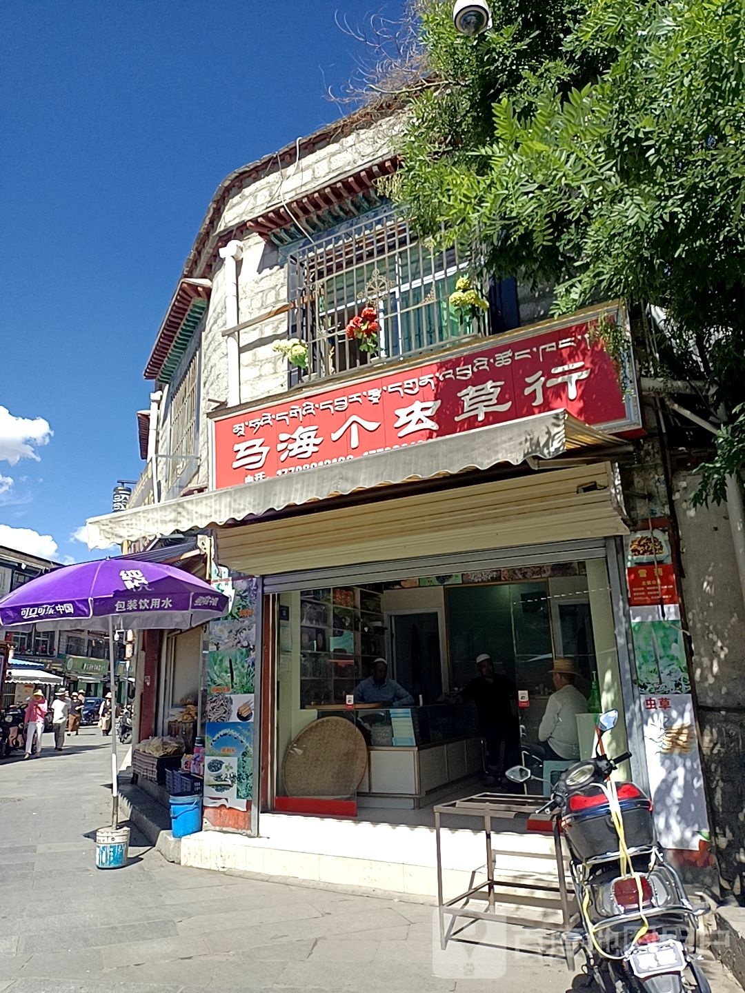 马海个虫草行