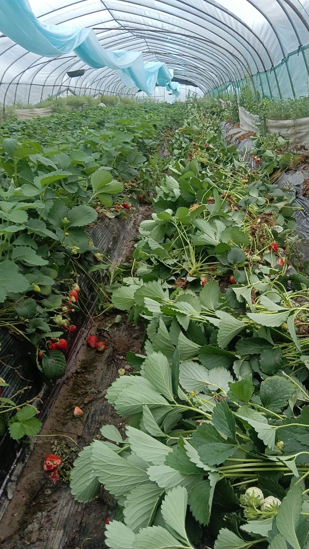 浙江省金华市东阳市城东街道华联村峰缘草莓釆摘园