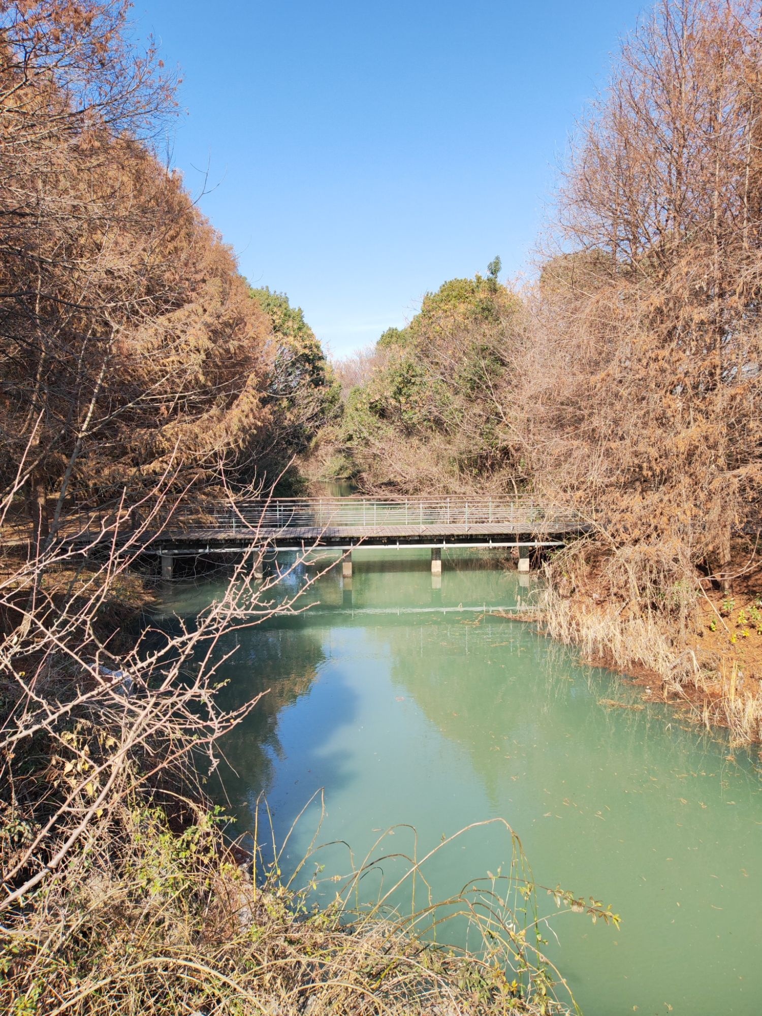 贡湖湾湿地公园