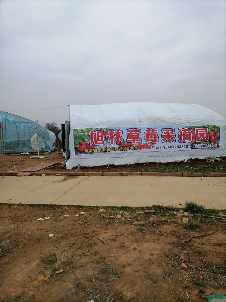 旭林草莓采摘园