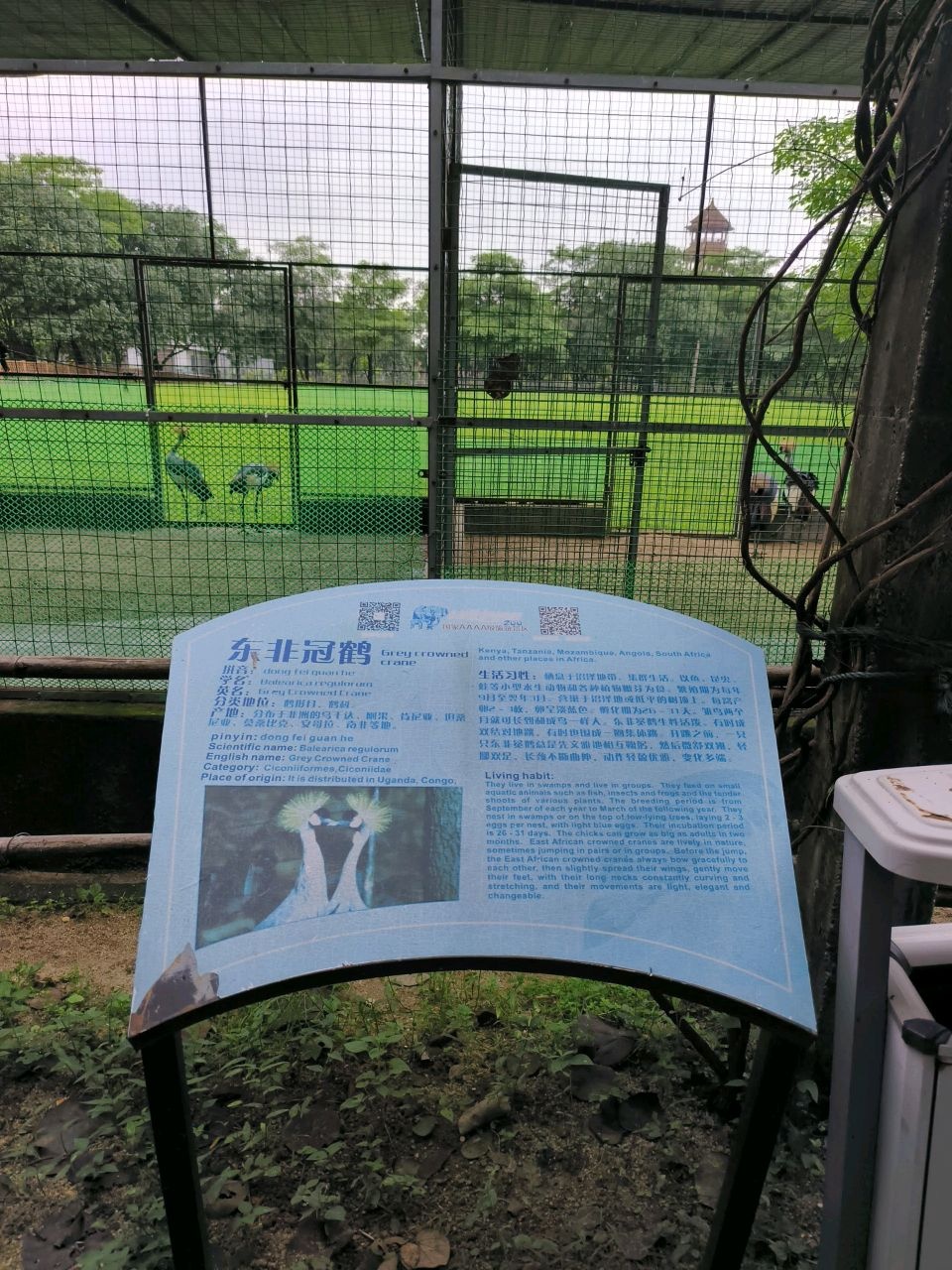 东非冠鹤