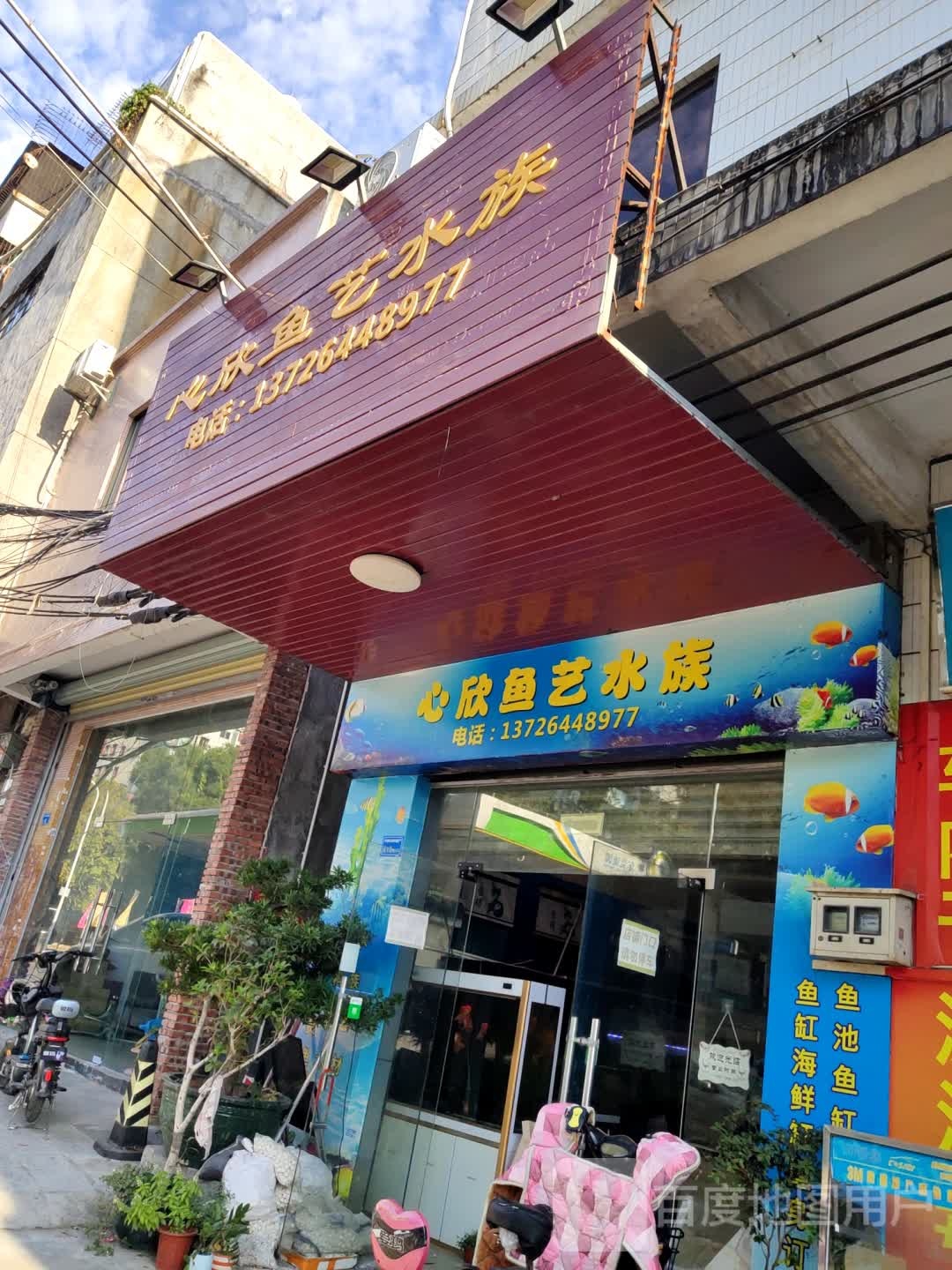 心欣鱼艺水族