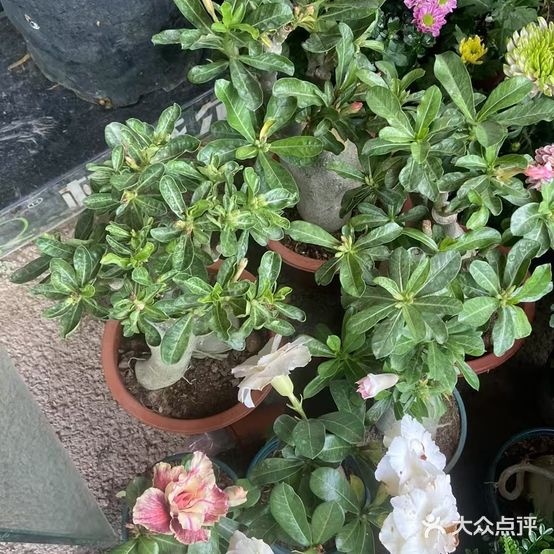 天天鲜花(红星北路店)