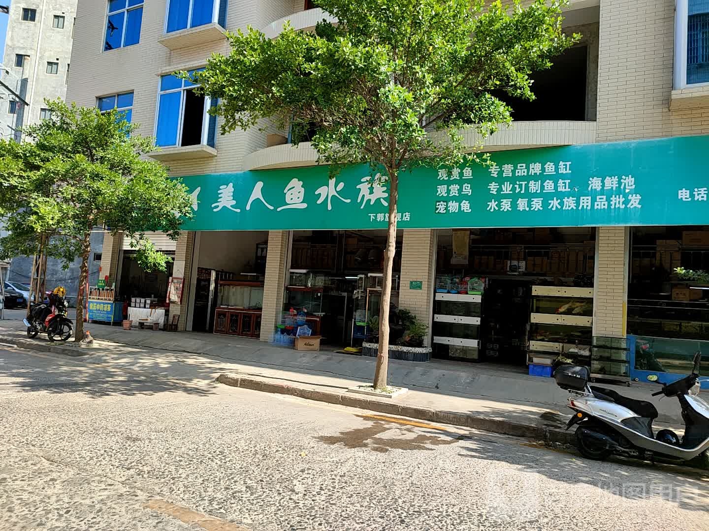 美人鱼水族(下郭旗舰店)