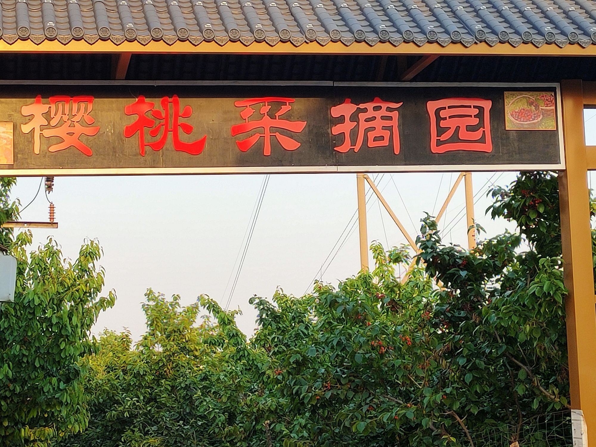 洛阳市红山樱桃采摘基地