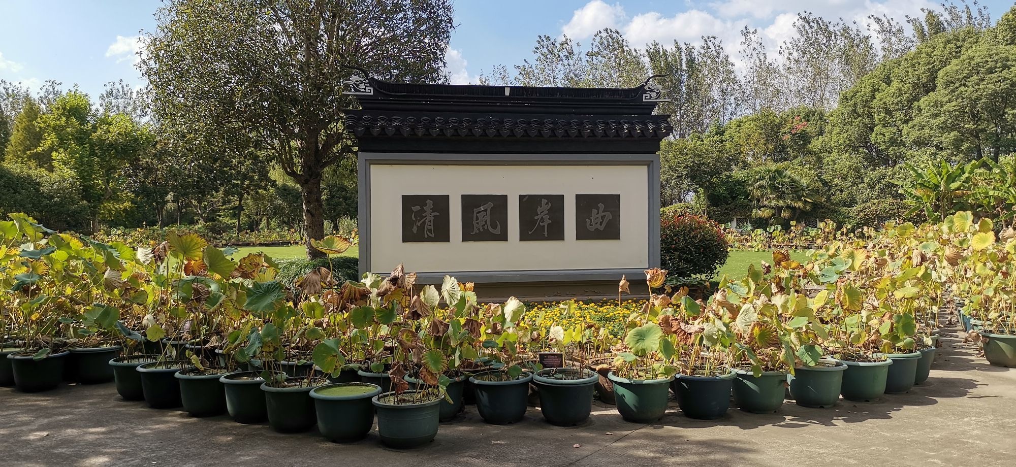 嘉定新城荷花基地