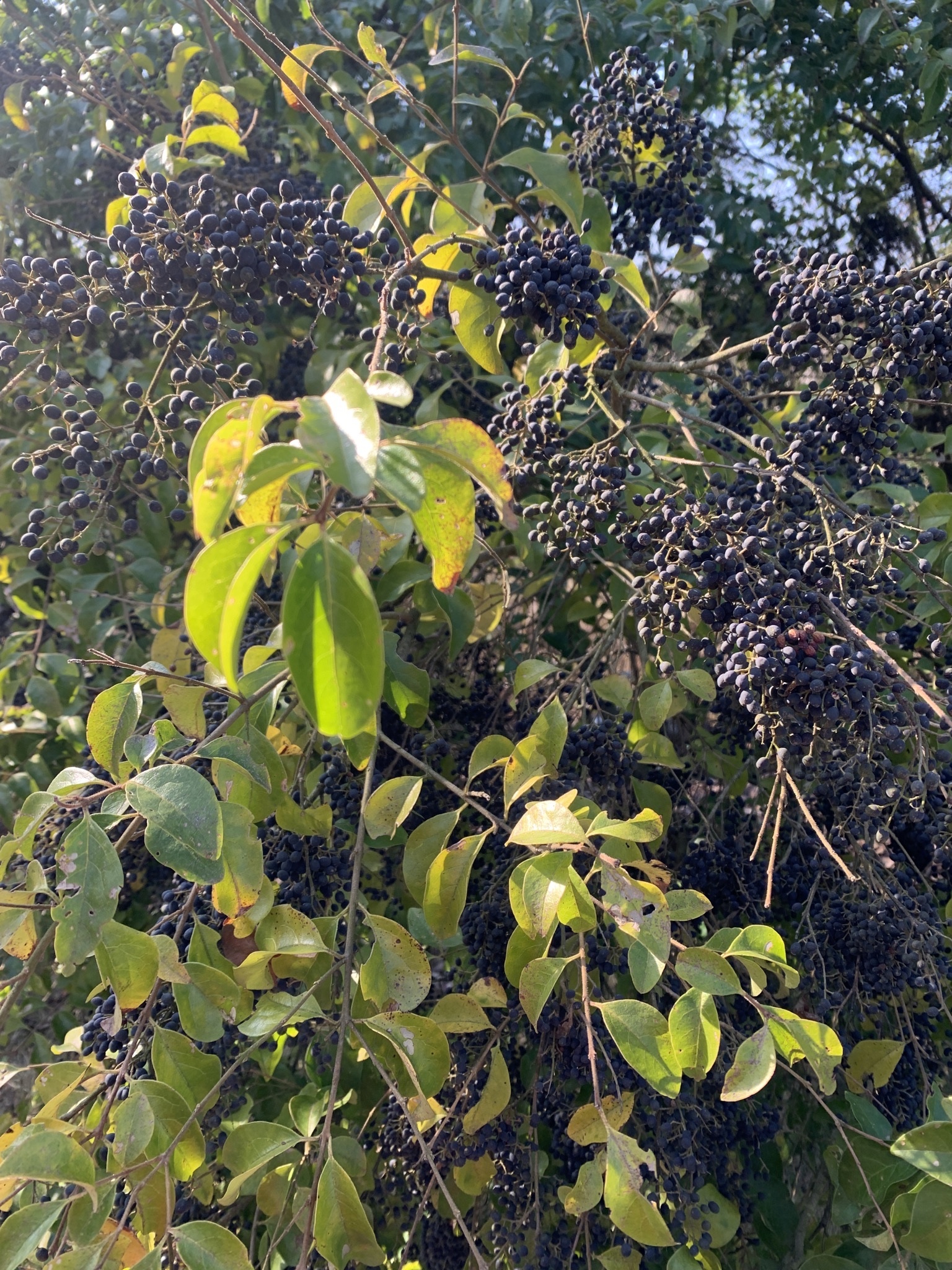 中国花湖谷景区