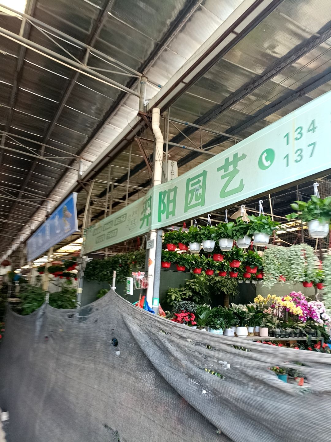 羿阳园艺(东山花鸟文化市场店)