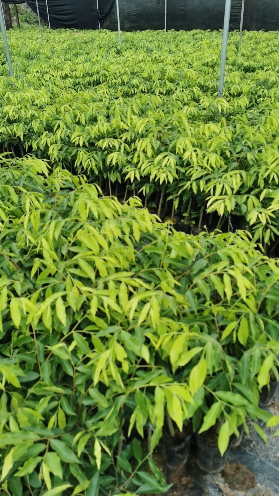 万宁后安大发边田奇楠沉香苗场