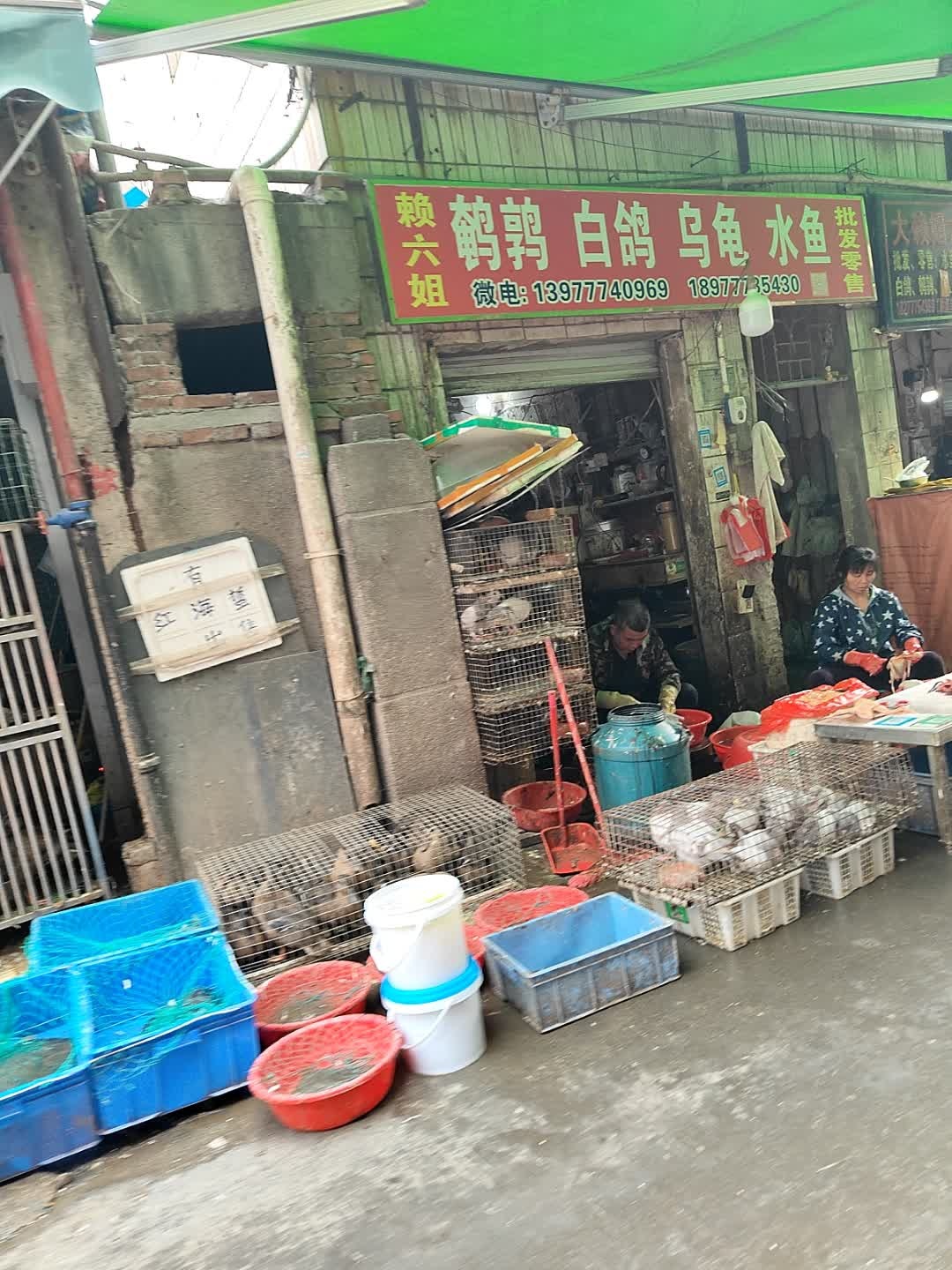 赖六姐鹌鹑白鸽乌龟水鱼批发零售