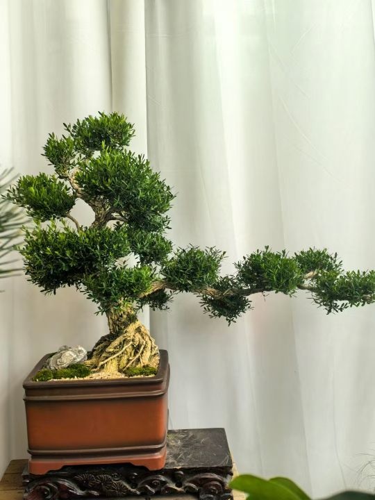 临渭区煊南花卉中心