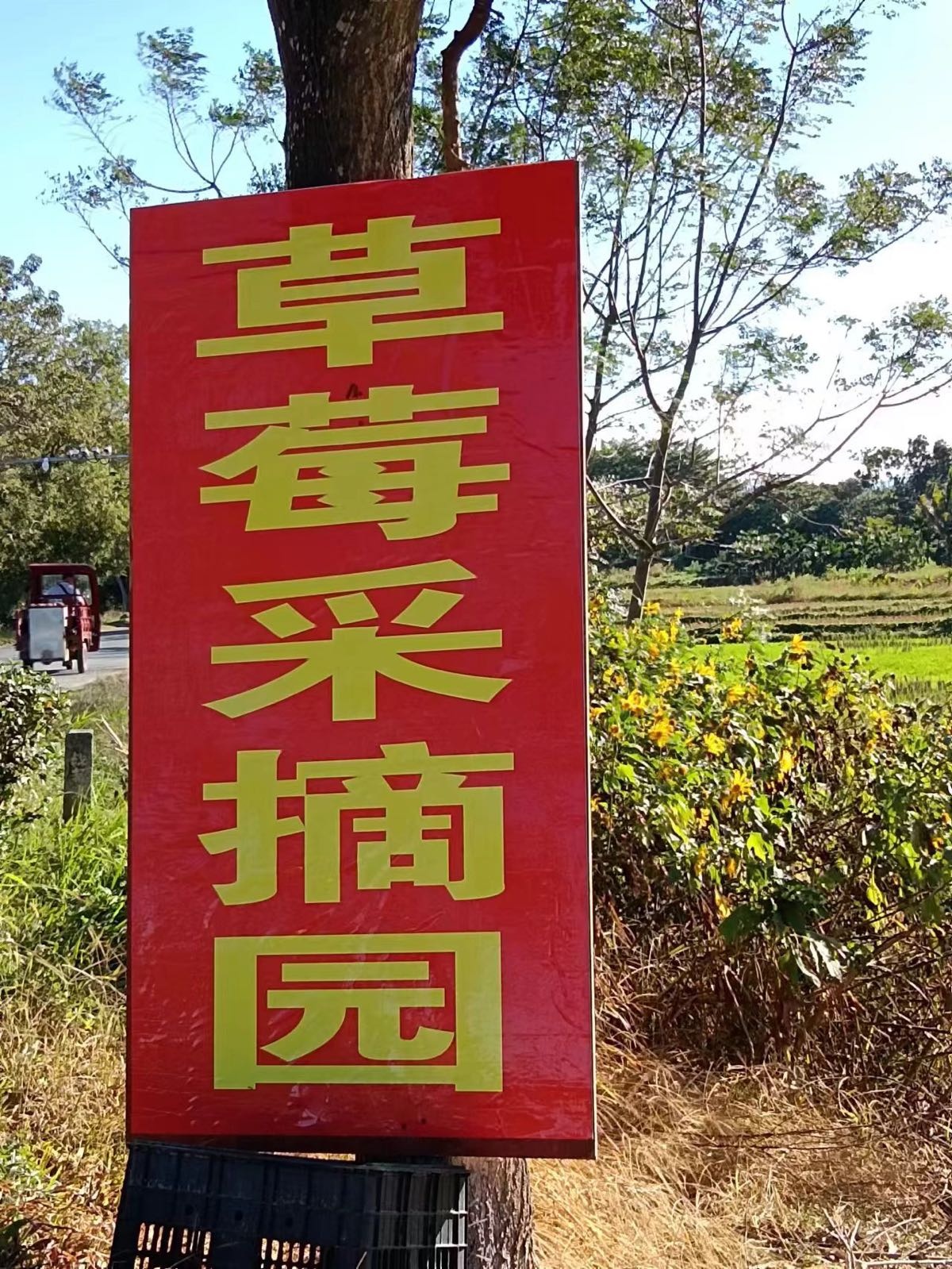 香甜草莓采摘园