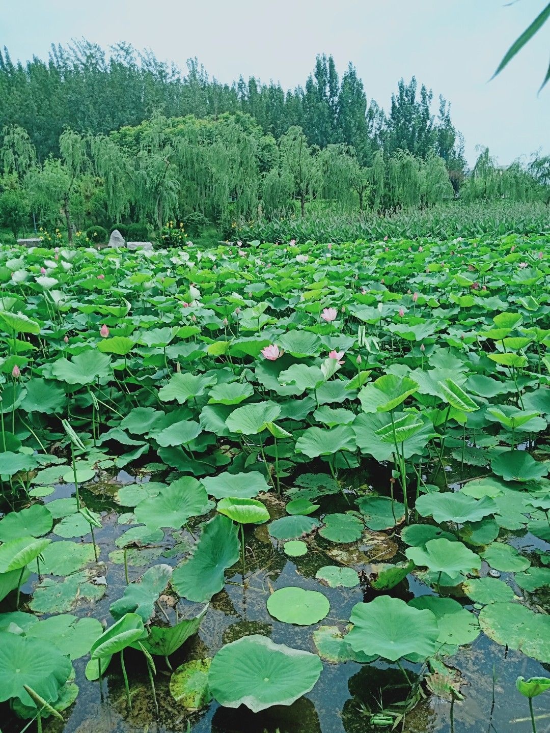 禹城徒骇河国家湿地公园