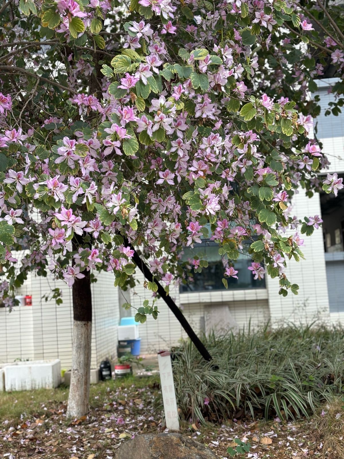 肇庆医学高等专科学校(新区校区)
