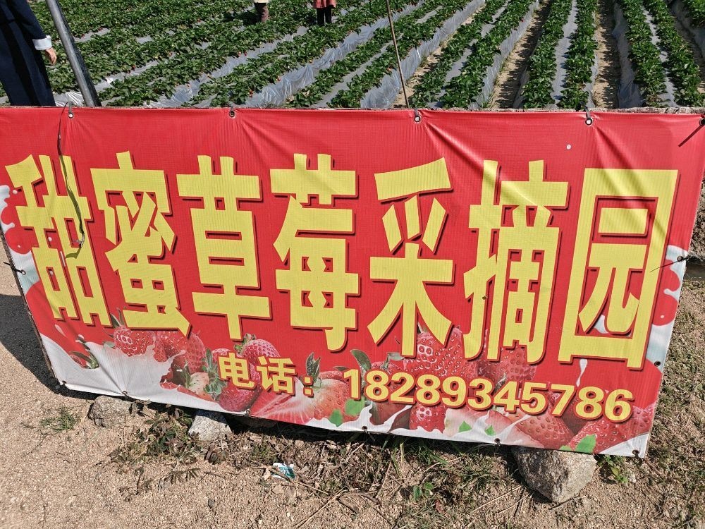 甜蜜草莓采摘园