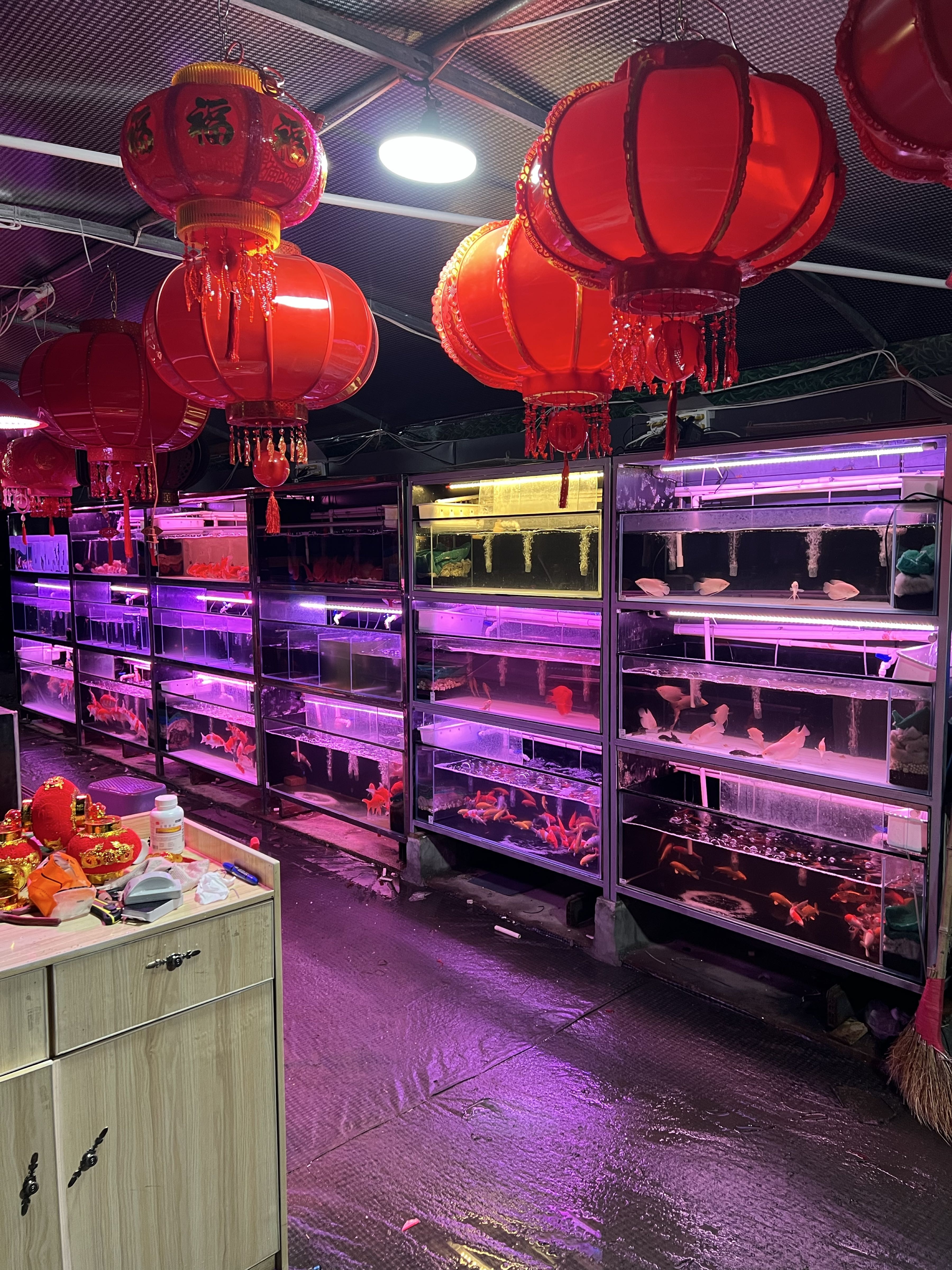 点点乐水族花卉(落笔洞店)