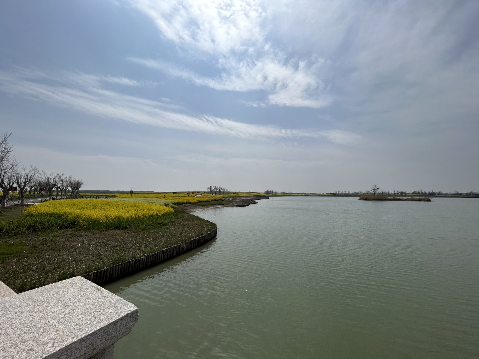 淮安白马湖向日葵的故事景区