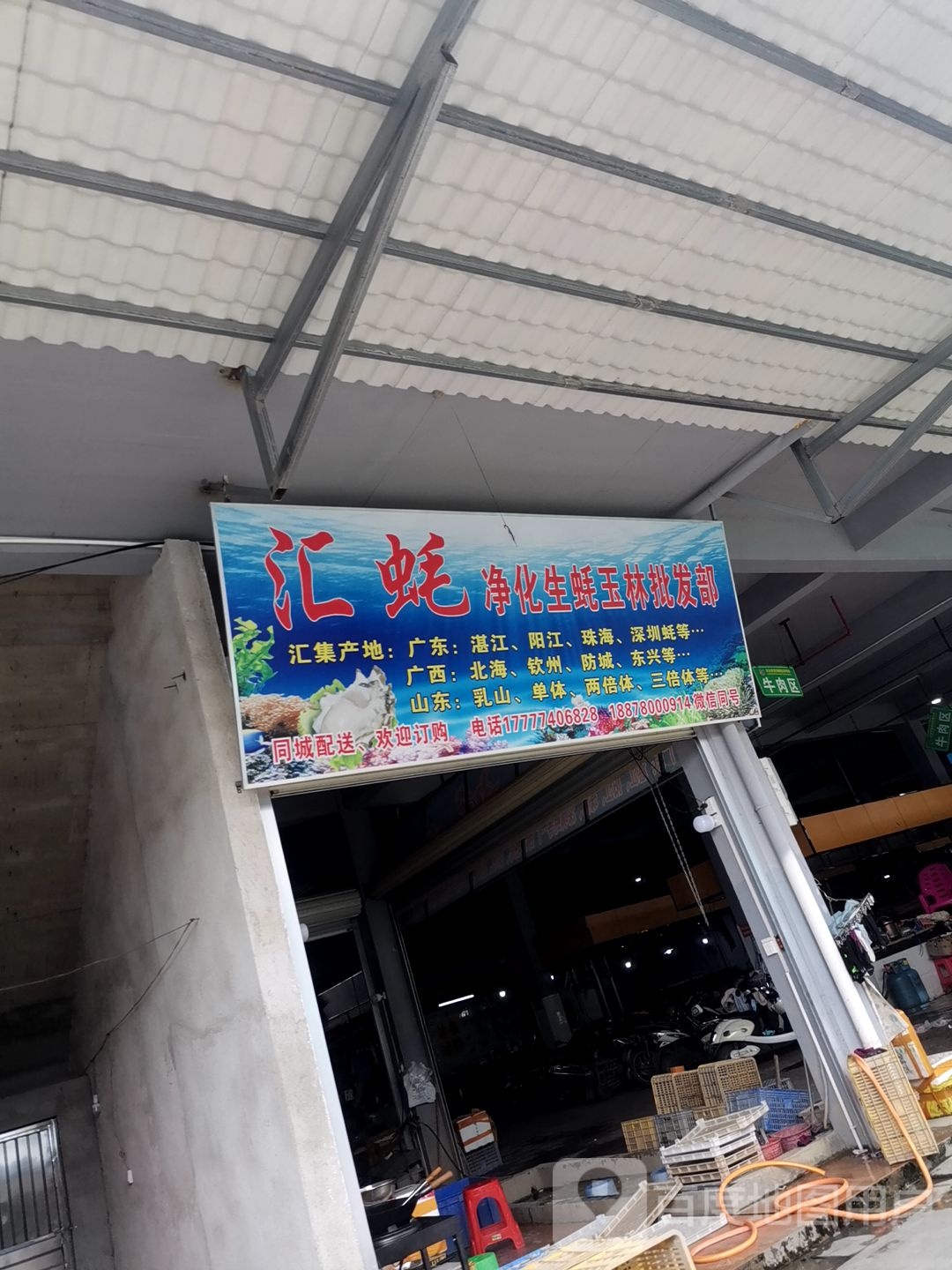 汇蚝净化生蚝玉林批发部