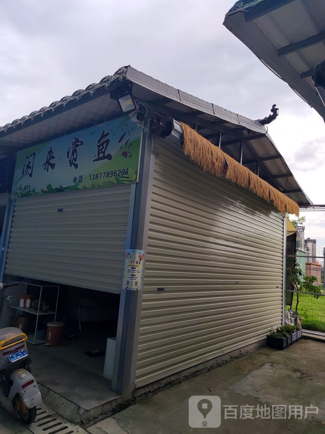 闲来赏鱼