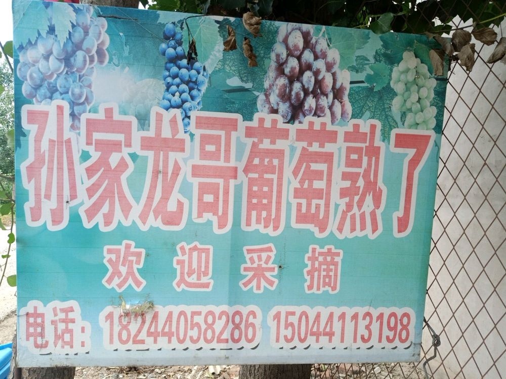 孙家龙哥葡萄园