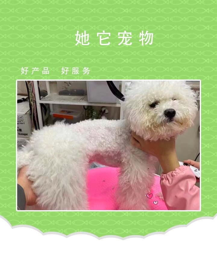 她它宠物·活体专售·宠美培训