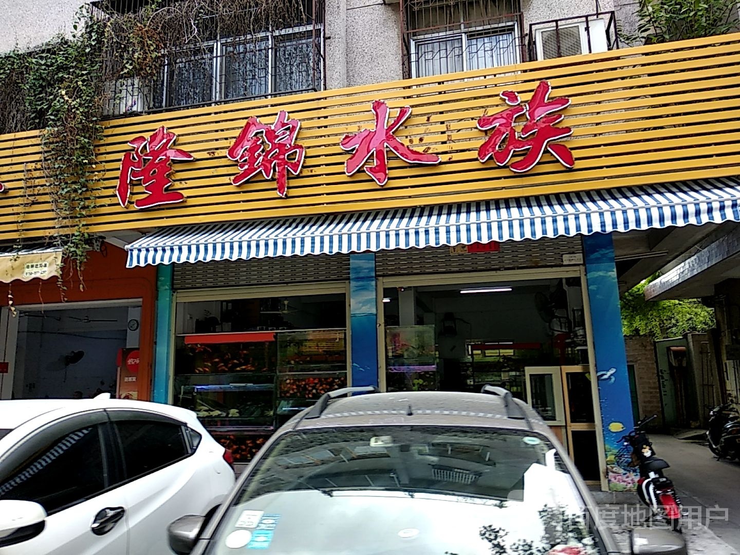 隆锦水族