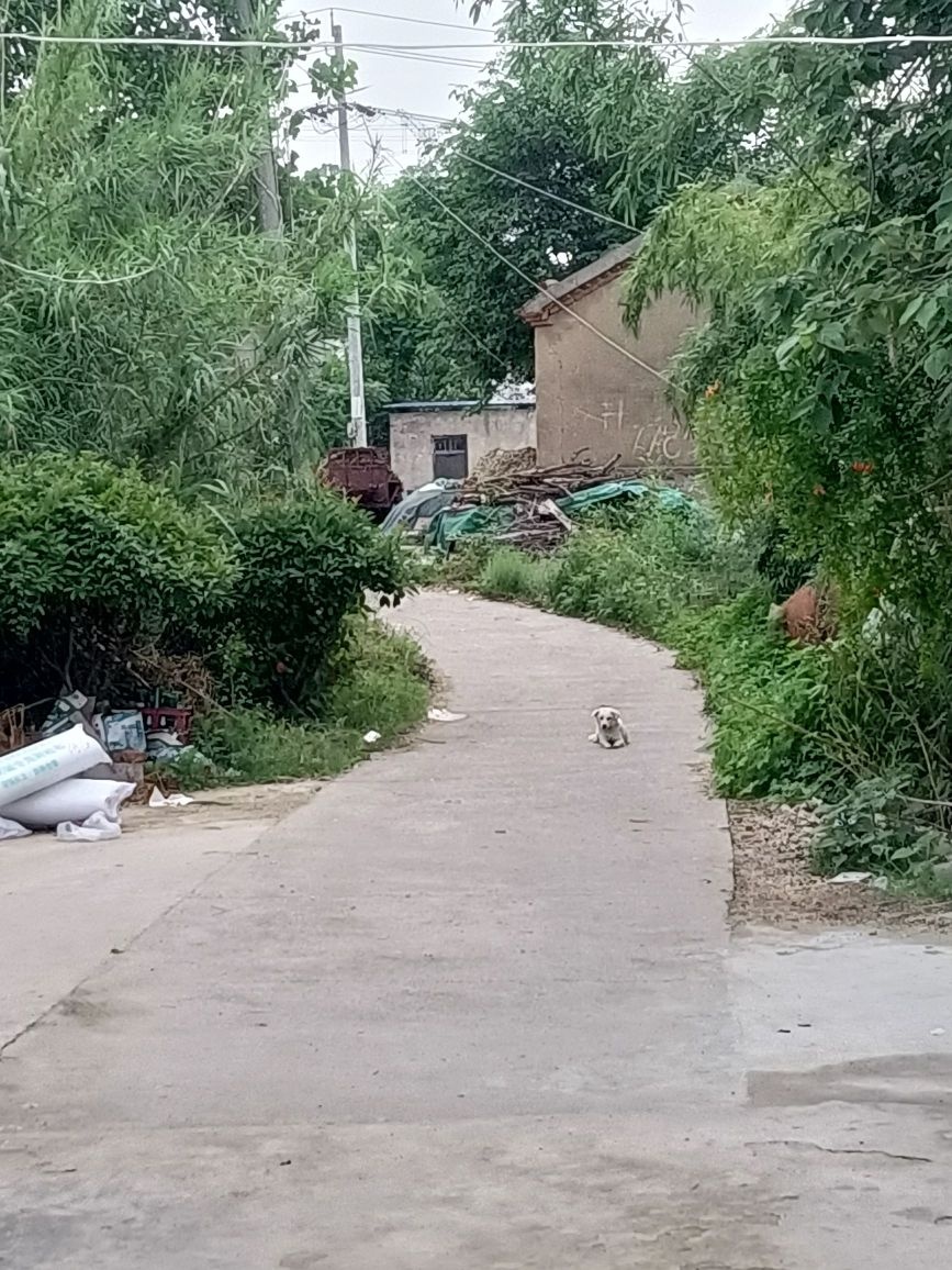 沈家岗
