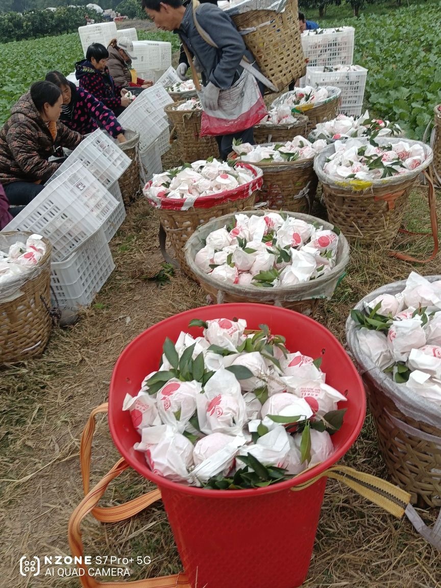 异果王水果
