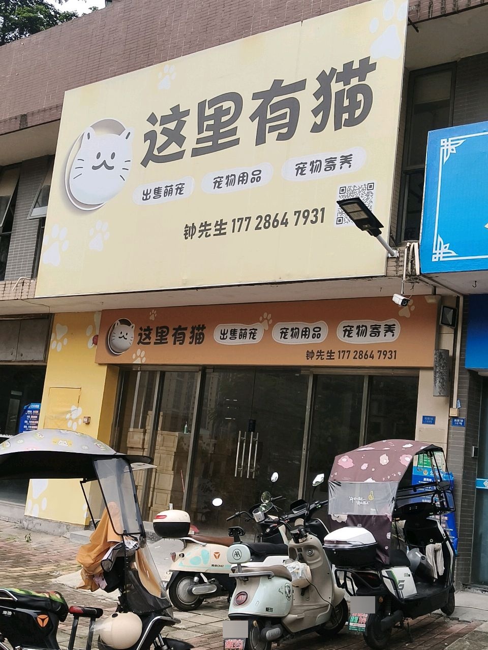 这里有猫