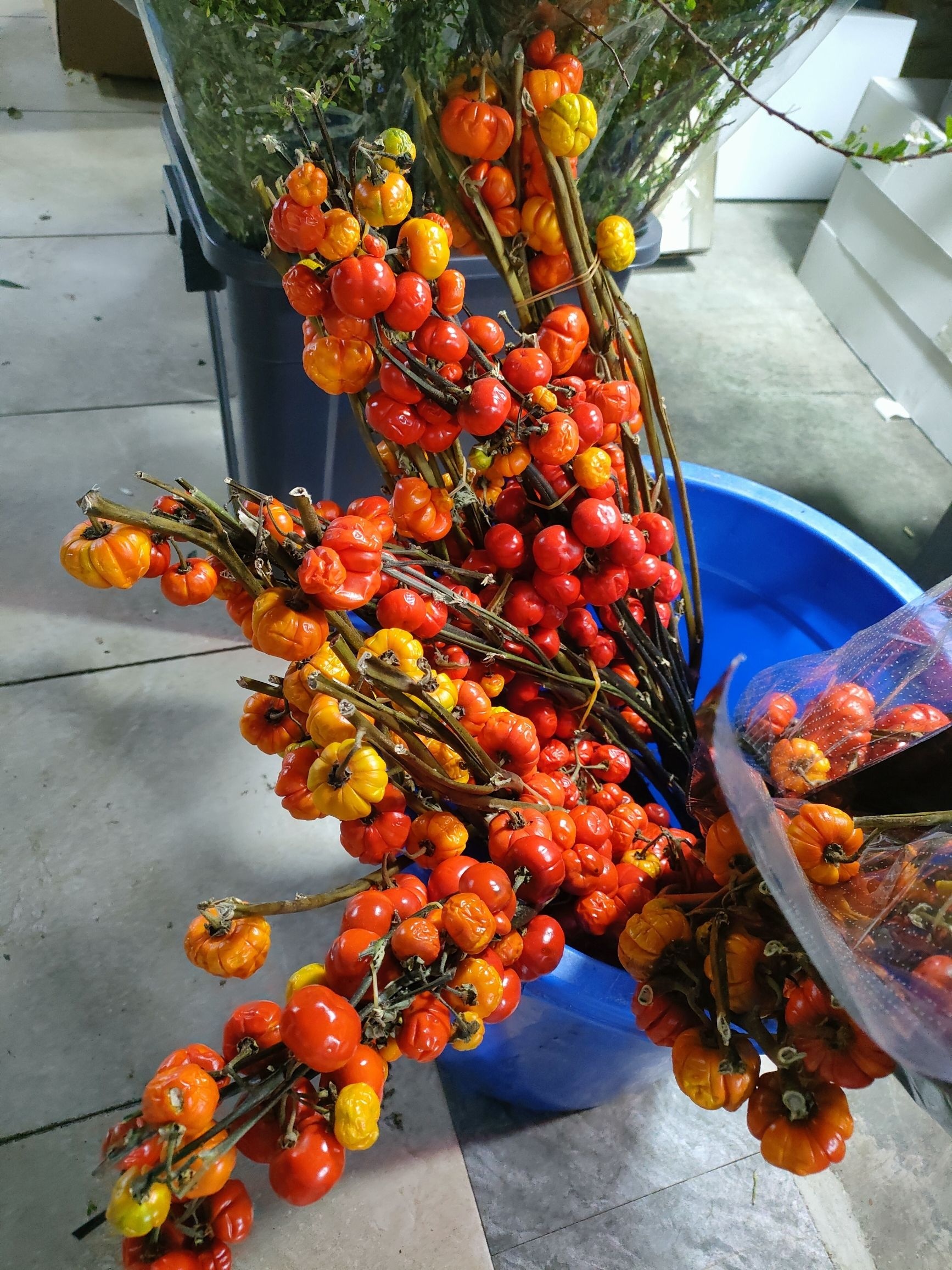 会展花市(重庆婚庆用品供应商基地)