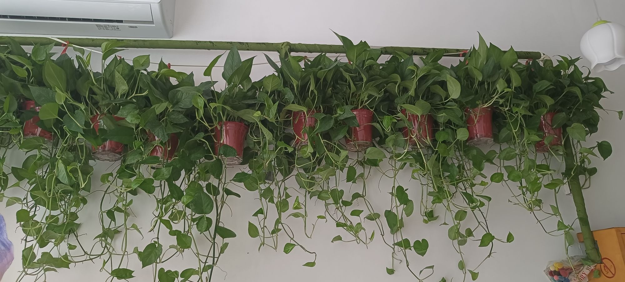 不晚花礼绿植