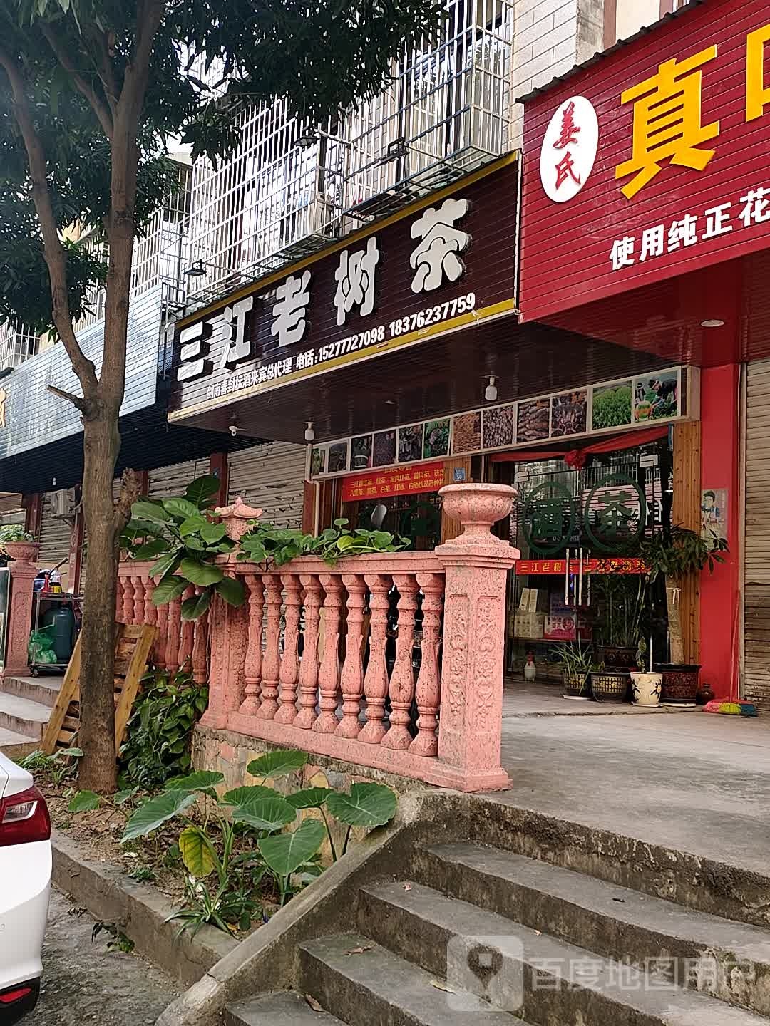 三江老树茶