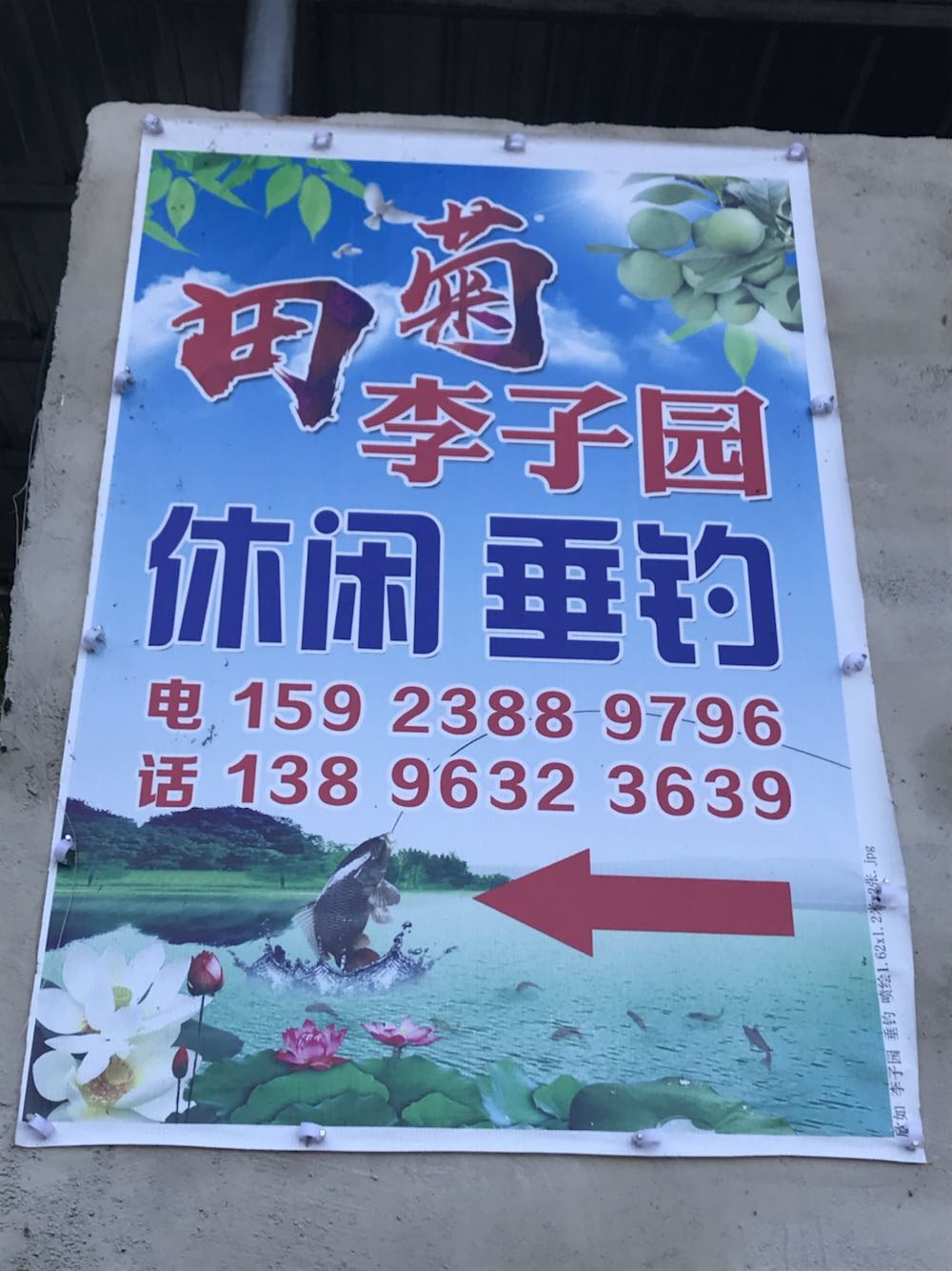 田菊李子园休闲垂钓