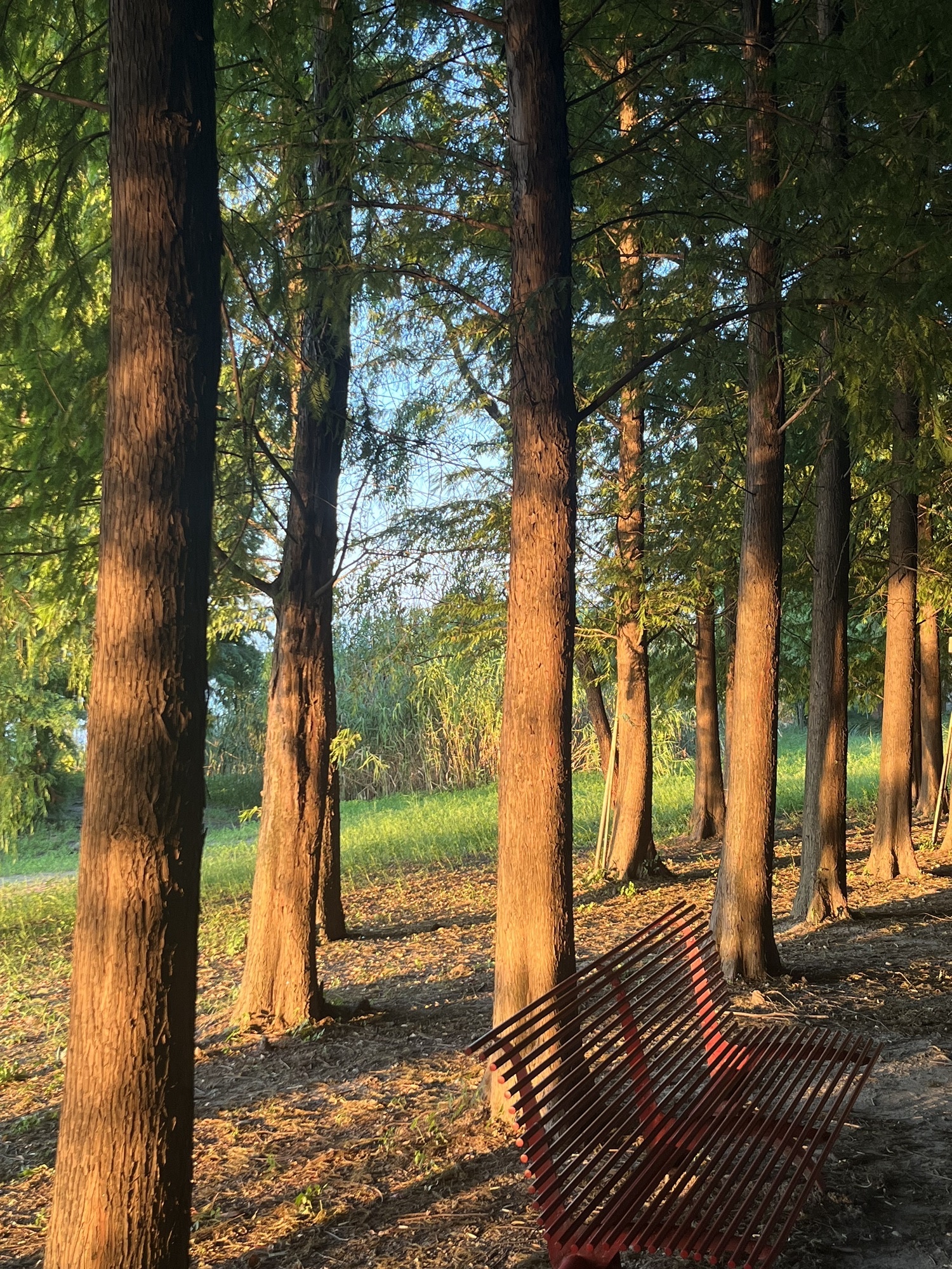 西山漾湿地景区