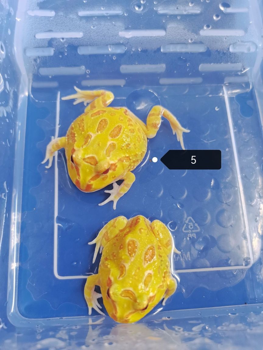 毛茸尾巴宠物驿站(望阳·上东区店)