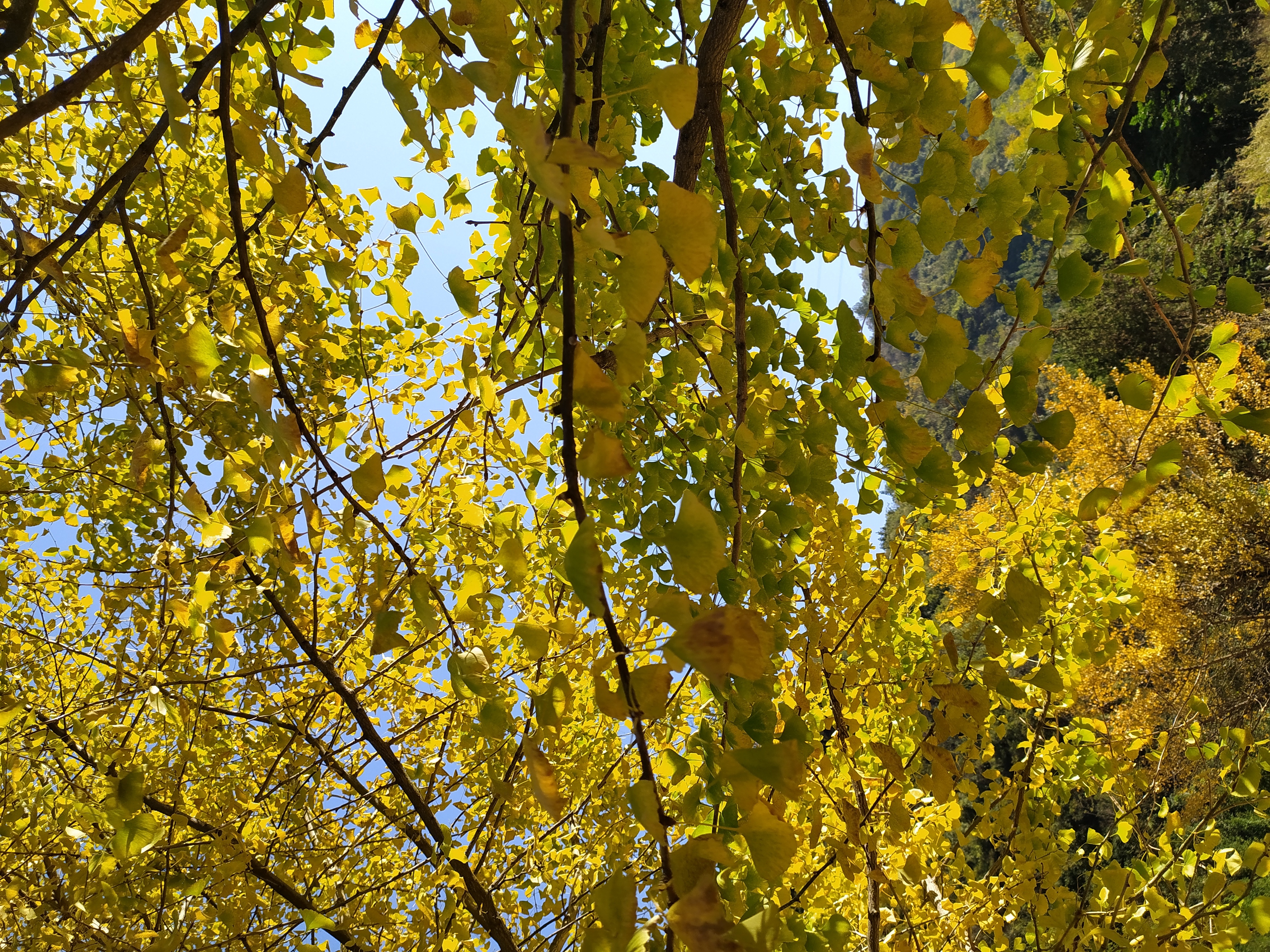 双牌桐子坳景区