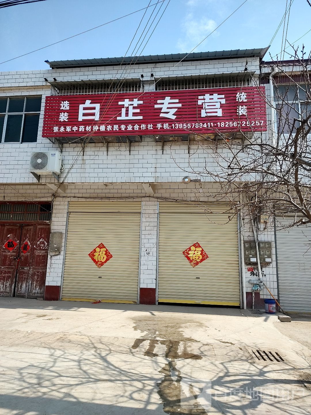 白芷专营