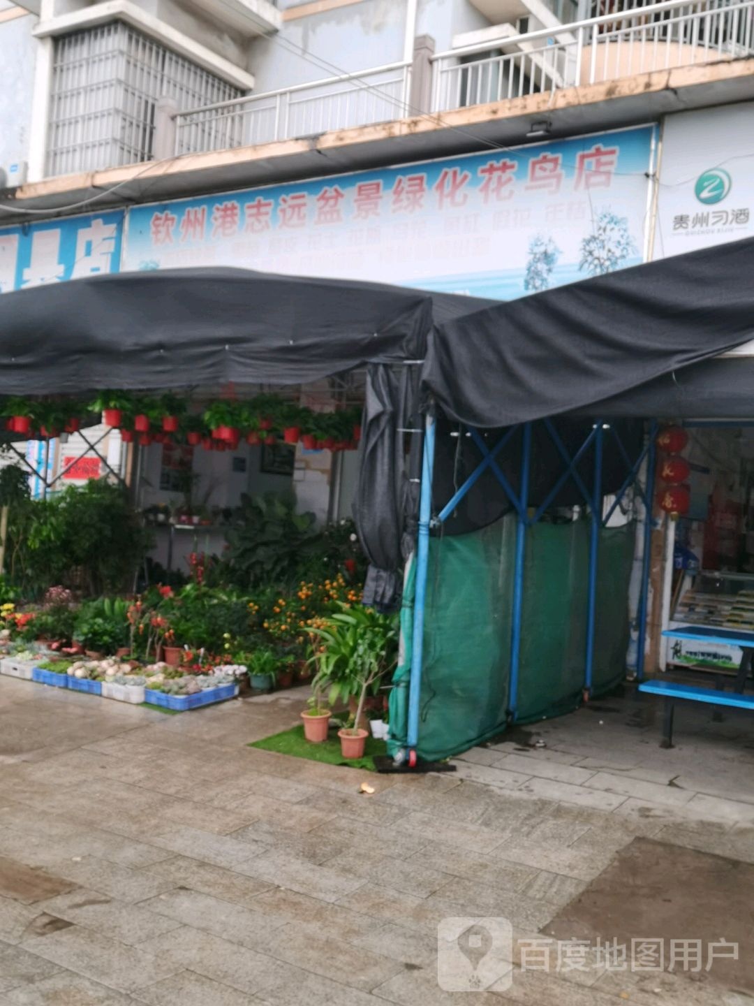 钦州港志远盆景绿化花鸟店