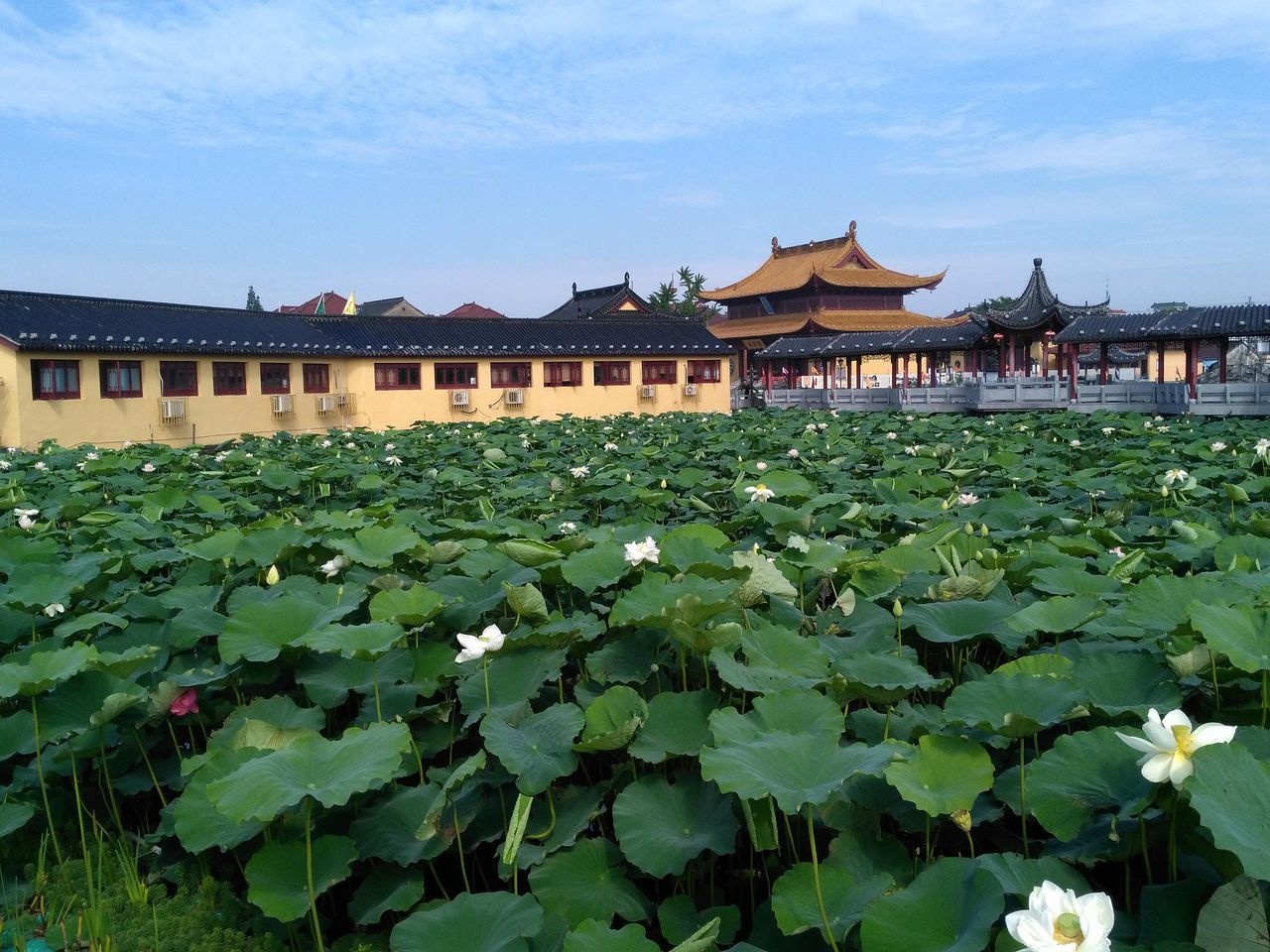 莲泗荡风景区