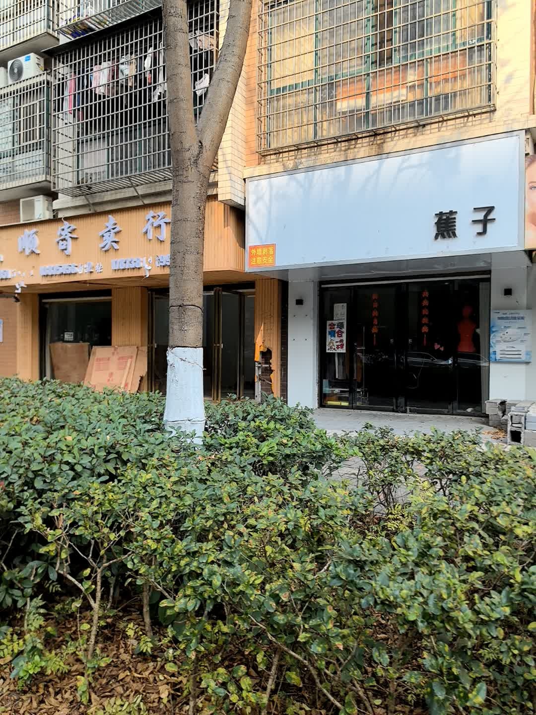蕉子